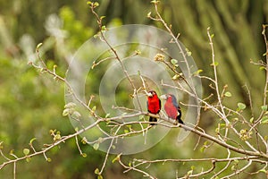 Two double-toothed barbets Lybius bidentatus in a tree, Queen Elizabeth National Park, Uganda. photo