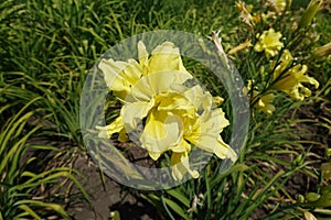 Two double yellow flowers of daylilies in June