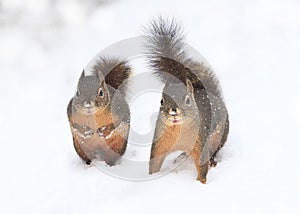 Two Douglas Squirrels in Snow