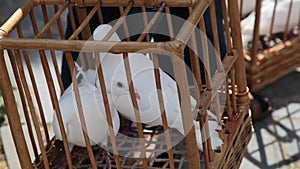 Two dove in a cage