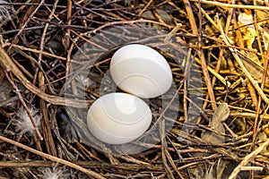 Two dove eggs