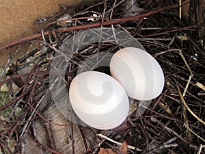 Two dove eggs