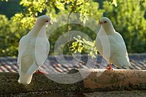 Two Dove Lovers In Evening Sunlight
