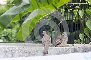 Two dove stand on fence