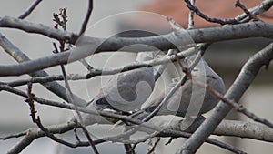 Two doves on the bare branches of the walnut in early spring