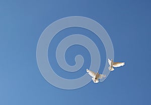Two doves in flight