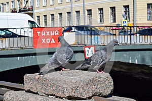 Two doves. The Griboyedov canal embankment