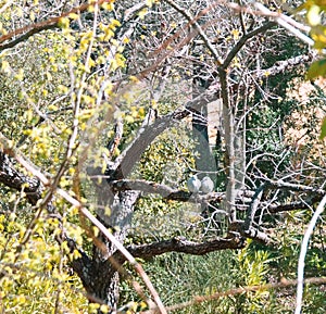 Two doves next from one another on the branch of a tree in a garden