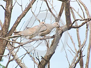 Two Doves Perched on a Branch