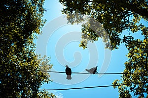 Two doves perched on wireline in a beautiful blue sky daylight silhouette copy space for the article