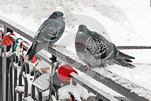 Two doves sitting on the bridge railing, decorated by wedding locks symbolizing the strength of marriage on the winter background