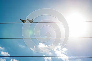 Two doves sitting on electric wire cable in sunset