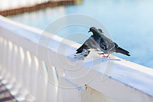 Two doves sitting on a low white fence in the background of the sea