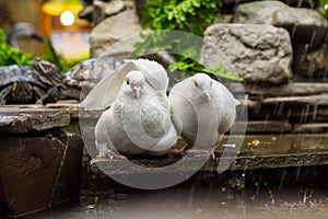 Two doves are sitting by the pond-fountain with a pond slider turtle in the zoo.