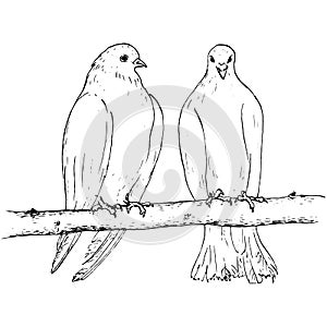 Two doves at tree branch