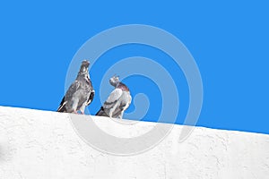 Two doves on a white wall against a blue sky