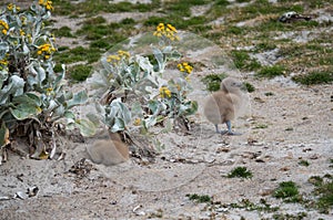 Two Downy Skua Chicks in Tan Sand