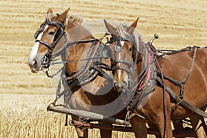 Two draft horses harnessed up.