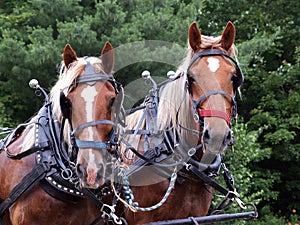 Two draft horses rigged up