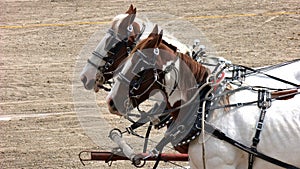 Two draft horses at show