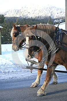 Two draft horses walking.