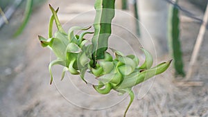 Two dragon fruits on the branch green - Thanh long Vietnam photo