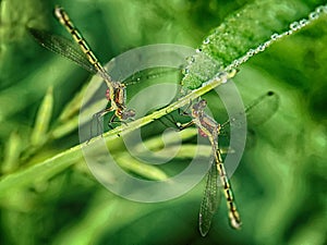 Two dragonflies on a green background