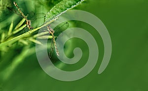 Two dragonflies on a green background- copyspace