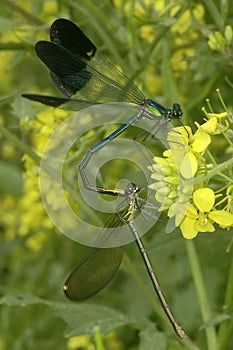 Two dragonflies making love to each other