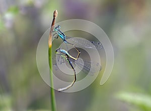 Two Dragonflies mating