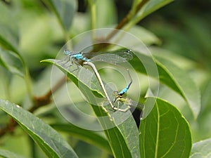 Two Dragonflies reproducing on leaf photo