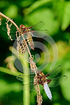 Two dragonflies sitting on a dry stalk