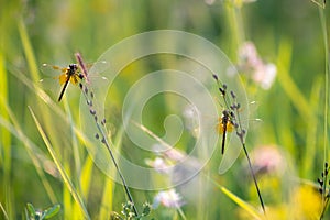 Two dragonfly resting on blossom flower meadow in beautiful summer day