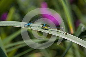 Two Dragonfly sex