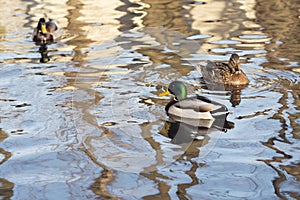 Two Drake and a duck in the sunshine swim in the lake in the spring. Background