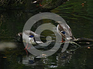 Two drake ducks are sitting on a branch sticking out of the water