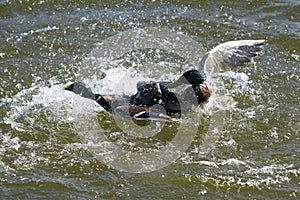 Two Drake Mallard ducks fighting for domination and making many water splashes on a lake