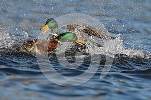 Two Drake Mallard Ducks Fighting on a Lake in Spring