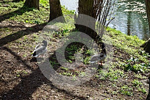 Two drake mallards on the banks of the Wuhle river. Berlin, Germany