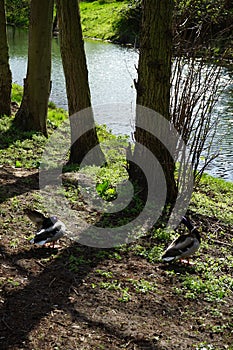 Two drake mallards on the banks of the Wuhle river. Berlin, Germany