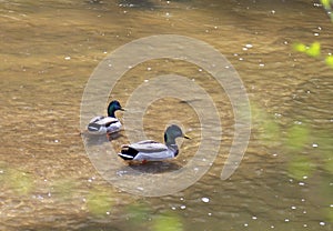 Two drakes male mallards swimming in Cherry Creek