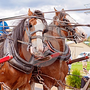 Two Draught Horses In Harness