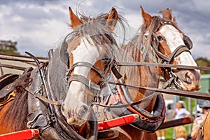 Two dRaught Horses In Harness