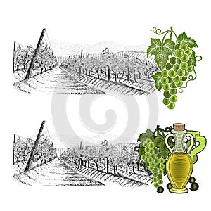 Two drawned  sketches landscape of vineyard,  with color elements. White grapes and grapes with bottle of oil or wine. Vector