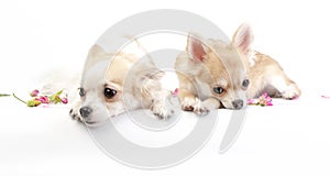 Two dreamy chihuahua dogs