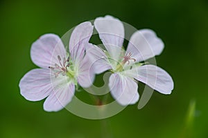 Two Dreamy Wild Geranium Flowers