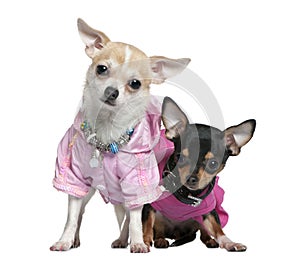 Two dressed Chihuahuas in pink, 8 months old photo