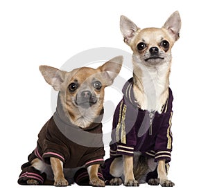 Two dressed Chihuahuas in track suits photo