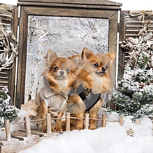 Two dressed-up Chihuahuas on a bridge