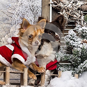 Two dressed-up Chihuahuas on a bridge